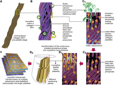 Guided tissue remineralization and its effect on promoting dentin bonding